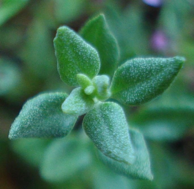 Thymus herba-barona / Timo erba barona